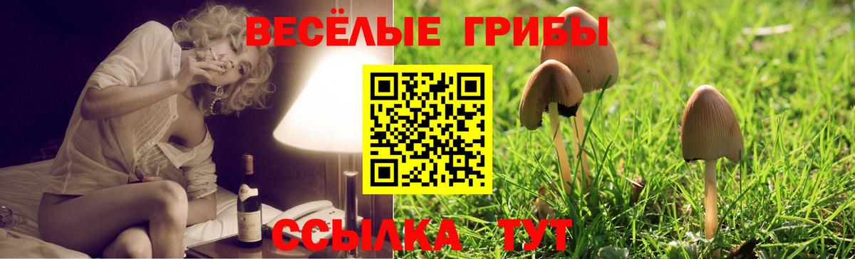 Галлюциногенные грибы Psilocybine cubensis Тара